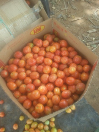 vente-de-tomata-big-2