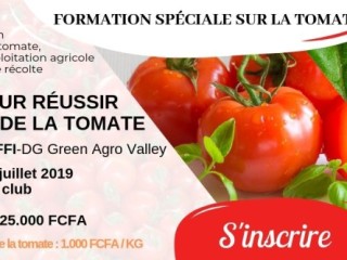 5 facteurs pour réussir la production de la tomate