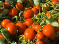 gagner-des-revenus-grace-a-la-tomate-small-2