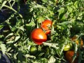 gagner-des-revenus-grace-a-la-tomate-small-1