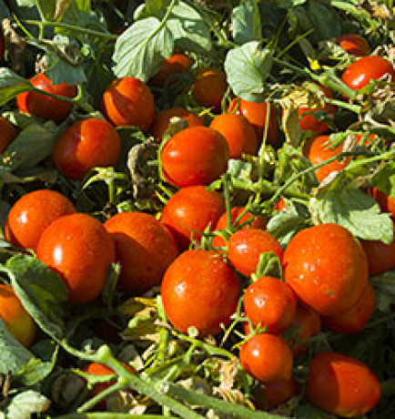 gagner-des-revenus-grace-a-la-tomate-big-2
