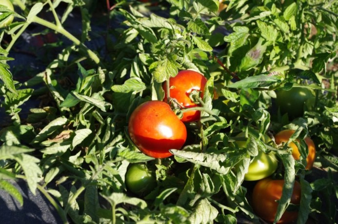 gagner-des-revenus-grace-a-la-tomate-big-1