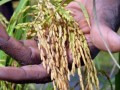 investir-dans-la-riziculture-cest-rentable-et-non-perissable-small-3