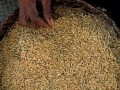 investir-dans-la-riziculture-cest-rentable-et-non-perissable-small-1