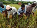 investir-dans-la-riziculture-cest-rentable-et-non-perissable-small-2