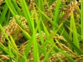 investir-dans-la-riziculture-cest-rentable-et-non-perissable-small-4