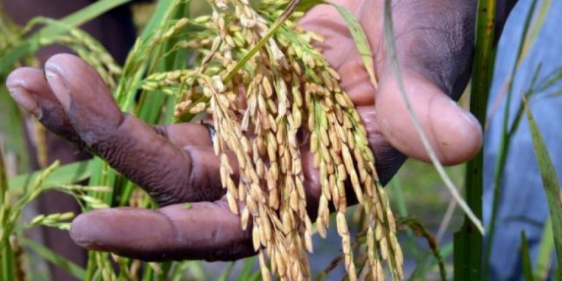 investir-dans-la-riziculture-cest-rentable-et-non-perissable-big-3