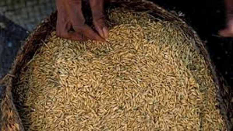 investir-dans-la-riziculture-cest-rentable-et-non-perissable-big-1