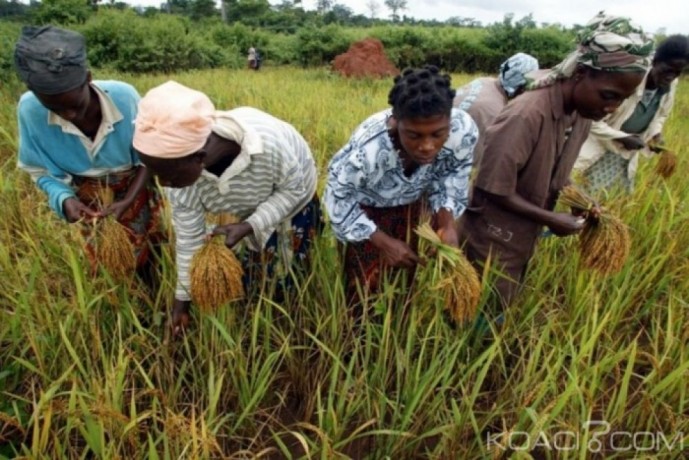 investir-dans-la-riziculture-cest-rentable-et-non-perissable-big-2