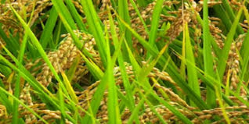 investir-dans-la-riziculture-cest-rentable-et-non-perissable-big-4