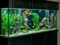 aquariums-small-1