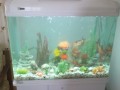 aquariums-small-4