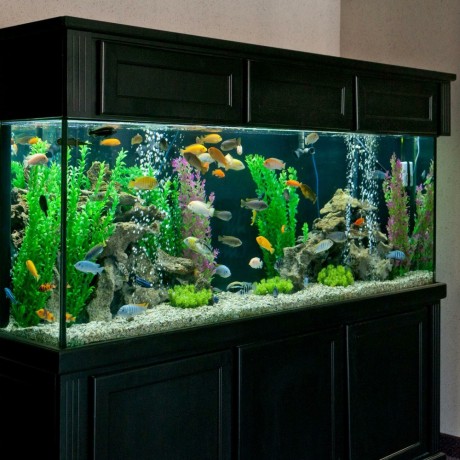 aquariums-big-1