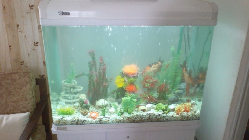aquariums-big-4