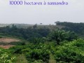 10000-hectares-de-terrain-brute-en-vente-a-sassandra-small-0