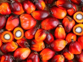 Vente d'huile de palme " huile rouge "