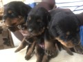 chiots-rottweiler-small-0