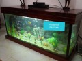 aquariums-small-0